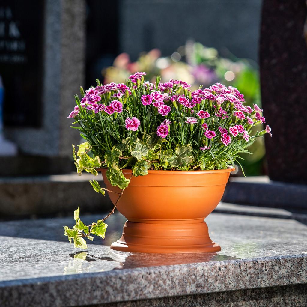 KADAX Pot Bowl Bowl For Chrysanthemums
