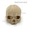 Beliebtes Totenkopf-Serien-Terrarium-Ornament für Schlangen und Eidechsen - Aquarium-Landschaft & Haustier-Versteck