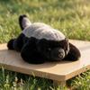 Bebek ve Peluş Oyuncaklar – Doldurulmuş ve Peluş oyuncak hayvanlar