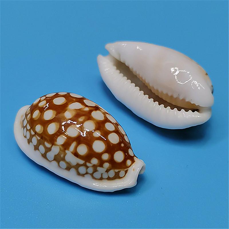 Vzácný přírodní exemplář mušle kauri pro akvárium nebo středomořskou domácí dekoraci