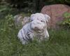Garden Sculpture of a Bulldog Dog Made of Concrete