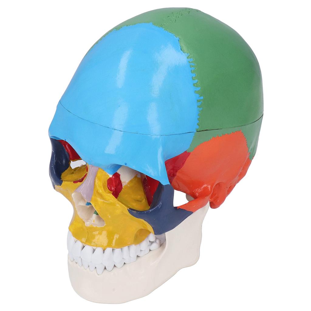 Skull Model Life Size 3 Part Colored Detachable Human Skull Anatomical Model with Color Chart for Teaching and Learning