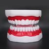 Teeth Model Demonstration Teaching Teeth Model for Kindergarten