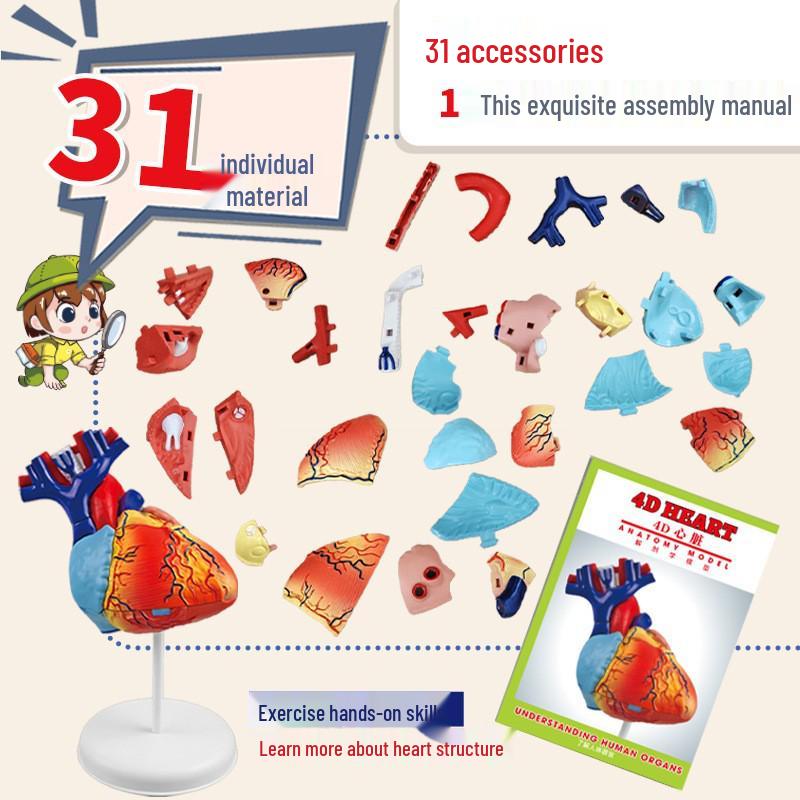 4D Heart Structure Anatomy Model: Educational Cognitive Teaching Aid for Kids, Removable Organ Model