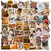 50PCS Realistic Cat Stickers, Cute Dumbfounded Expression Decals for Water Bottle, Notebook & Journal