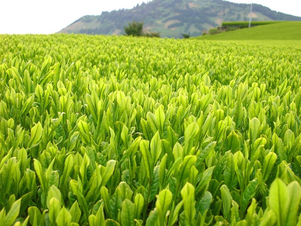 Maruko Cold Brew Green Tea Tea Bags, 200g (5g X 40 Bags) X 5