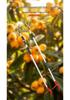 High-Altitude Telescopic Fruit Picking and Pruning Shears for Loquats, Lychees, and Longans