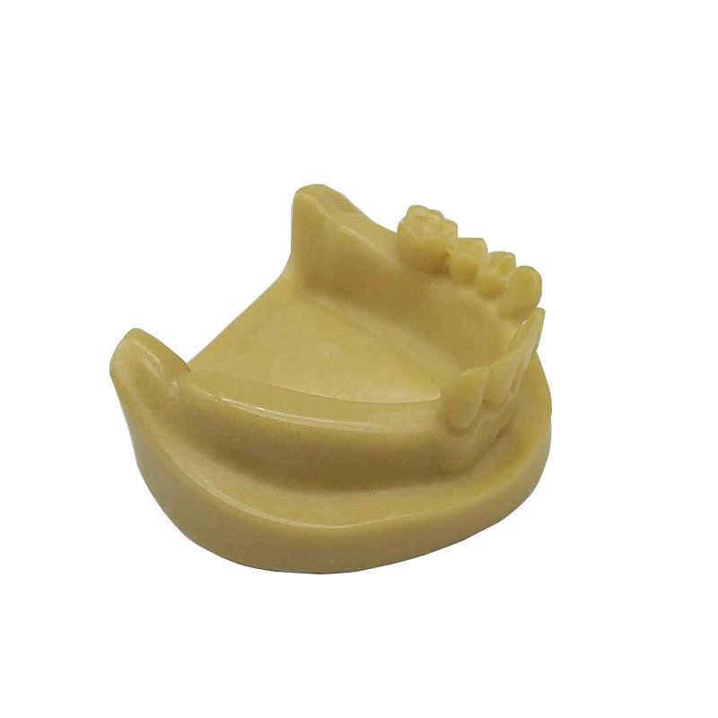Sinus Lift Dental Implant Practice Model