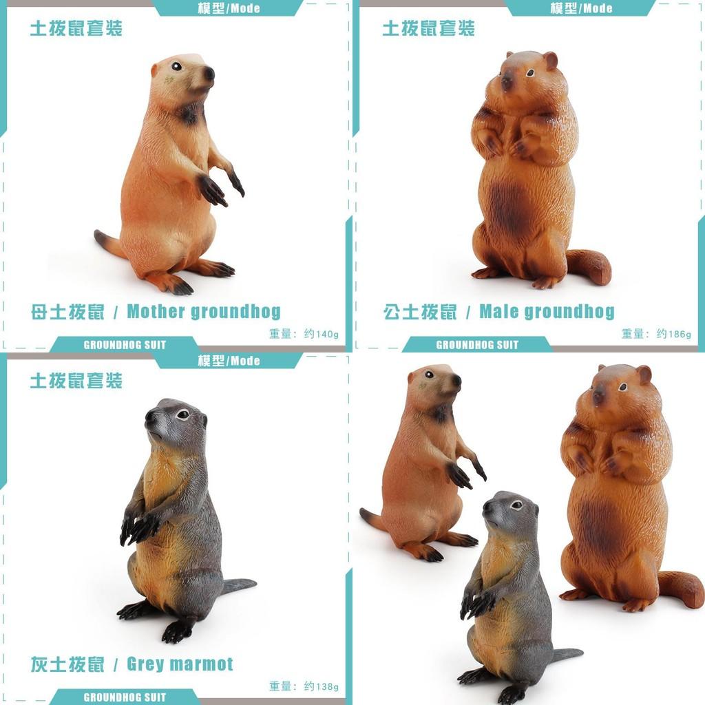 Entzückende PVC-Eichhörnchen-Modellsammlung mit lebensechten Details für Kinder