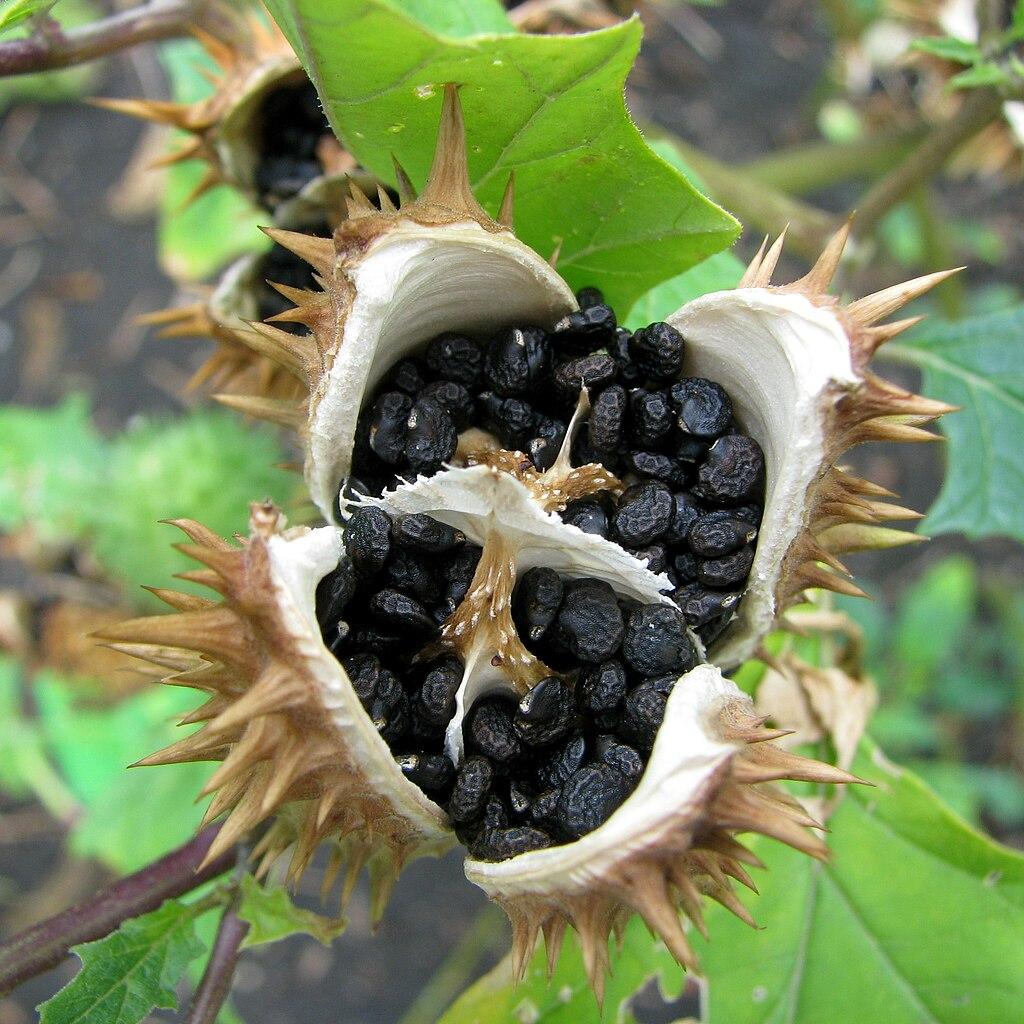 10-Semi-Datura-Stramonium-Lilac -SEMI FRESCHI + SPEDIZIONE GRATUITA