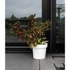 Water Reserve Pot - GARDEN ID Glamour - White 40 Cm - Grainy Surface - Indoor/outdoor - Sleek Design.