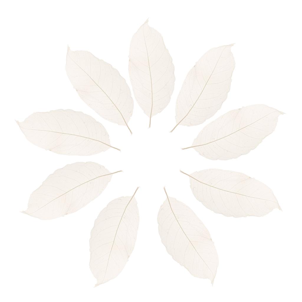 Pack of 50 Skeleton Leaves Scrapbooking Craft DIY Wedding Invitation White