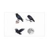 come nell'immagine