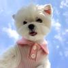 Striped POLO Shirt for Cats & Small Dogs - Summer/Spring Wear