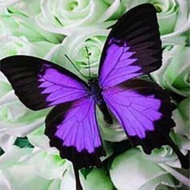 DIY motyl 5D diamentowe malowanie w pełni z okrągłych wierteł kwiat diamentowy haft Cross Stitch mozaika do wystroju pokoju Wall Art prezent