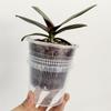 Meshpot Root Control Transparent Flowerpot Breathable Flowerpot Double-layer Growth Container with Drainage Hole Orchid Planters