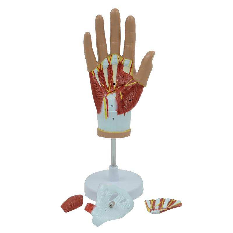 PNT-0351 Hand Anatomy Model: Medical Teaching Tool with Hand Muscle Anatomy, 4 Parts.