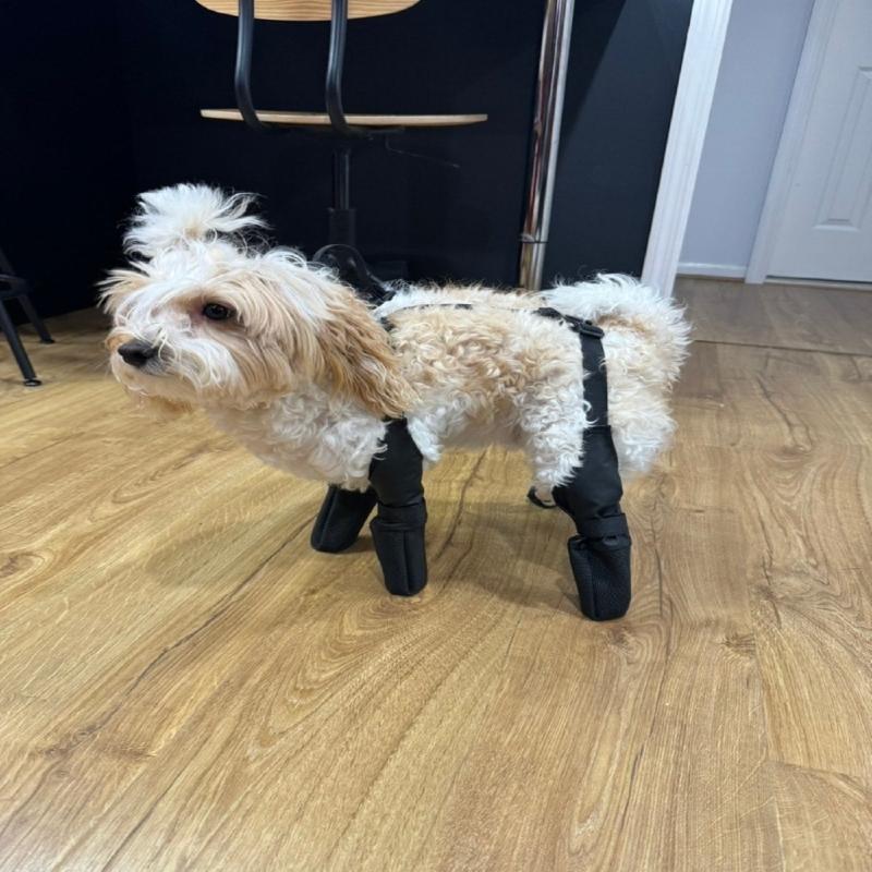 Dog Shoe Boot Anti-slip Durable Anti-Dirty Puppy Shoes Pet Boot Dog Waterproof Breathable Non-Slip Outdoor