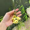 1PC Ornament High-End Osmanthus Shape Exquisite Keychains Fashion Floral Shape Clothing Accessories Multicolor