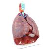 ENOVO Yinuo Medicinsk Modell av Människans Andnings- och Hjärtorgan