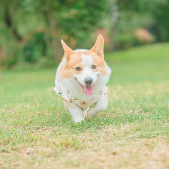 Haine pentru animale de companie Model de desene animate Salopetă pentru animale de companie Respirabilă Confortabilă din bumbac moale Pulover pentru câini Articole pentru animale de companie