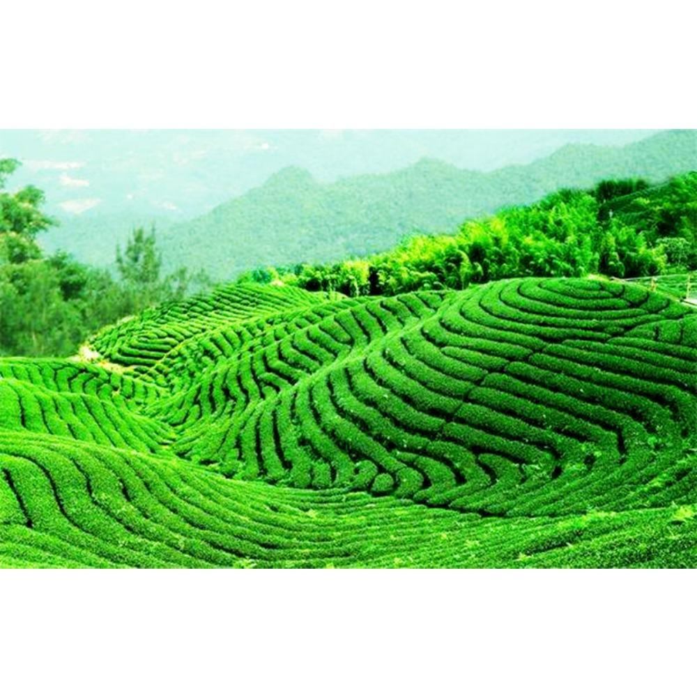 Natürlicher reifer Pu-erh-Tee-Kuchen 357g Schwarzer Tee Yunnan Menghai Royal Cha