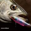 Daiwa Sea Bass Vibration Morethan Salt Vibe Chart Back Pearl 72S Lure