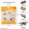 Children's Cognitive Toys: Frog Tadpole Growth Cycle Models