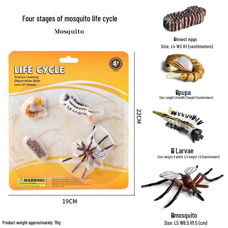 Children's Cognitive Toys: Frog Tadpole Growth Cycle Models