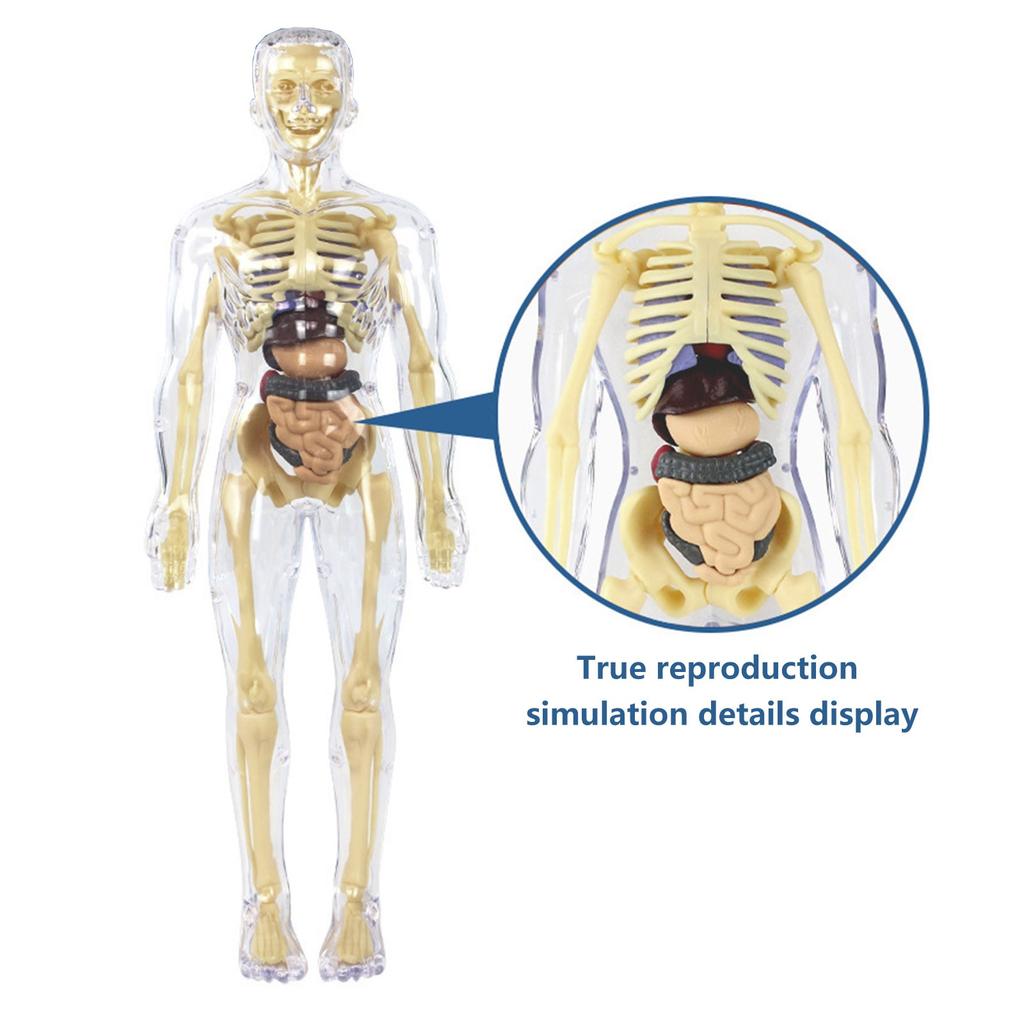 3D Anatomy Human Model For Children, Human Torso Body Anatomy Transparent Model, Removable Anatomy Model, Science Toy For Children And Teachers
