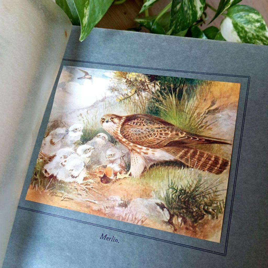 [USED] Western book, old book, first edition 1923, rare, beautiful bird encyclopedia, antique, historic encyclopedia, art book