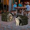 Hunde – Hundehütten, Zwinger und Boxen