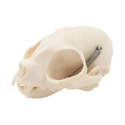 Cats Head Anatomy Model Realistic Cats Head Skeleton Model Animal Skull Anatomy Model for Education Veterinary Teaching