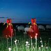 Audible and Visual Alarm Solar Powered Alarm Dog's Bark Solar Anti-theft Device  Warehouse