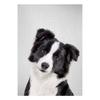 Realistic Furry Animals Cute Prints Poster Canvas Painting Hd Modern Wall Art Pictures For Living Room Bedroom Home Decoration