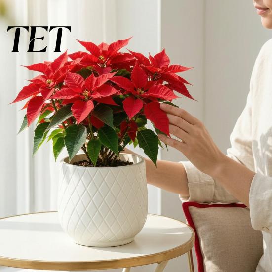 Große weiße Pflanzgefäße für Zimmerpflanzen Blumentopf mit Rautenprägung, Robuster Pflanztopf Moderne minimalistische Töpfe Fensterbank Außenpflanzen,