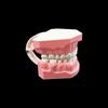 1pcs Plastic Removable Teeth Model Dental Model Teeth Teaching Model For Dentist Dental Students Studying Education Demo Display