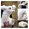 Falkor From The Neverending Story Plush Lucky Dragon Toy Pp Cotton Filling Home Decor Kids Gift