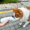 Portable Outdoor Foldable Kettle for Dog Walking Water Fountain Pet Supplies Dog Travel with Water Cup
