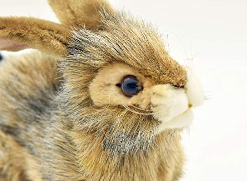 BH6284 HANSA Black-tailed Rabbit 25