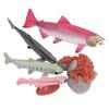 Growth Cycle Model Vinyl Material Safe Odorless Vivid Real Salmon Animal Life Cycle Model for Above