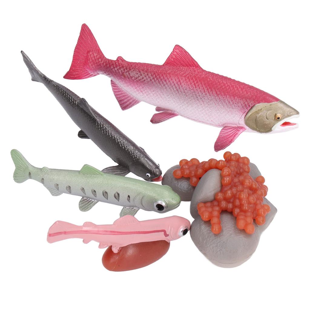 Growth Cycle Model Vinyl Material Safe Odorless Vivid Real Salmon Animal Life Cycle Model for Above