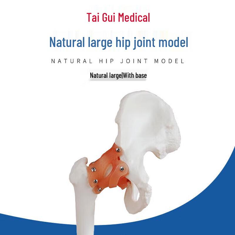 Медицинская модель тазобедренного сустава человека Taigui со связками