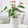 20PCS Durably Plant Sticks with Fix Clip Ensuring Secure Upright Growth of Indoor Outdoor Plant Strength Durability