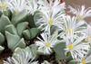 SAFLAX Garden In the Bag - Flowering Stones / Conophytum Mix - 40 Seeds - With Substrate In a Fitting Stand Up Bag - Conophytum Mix