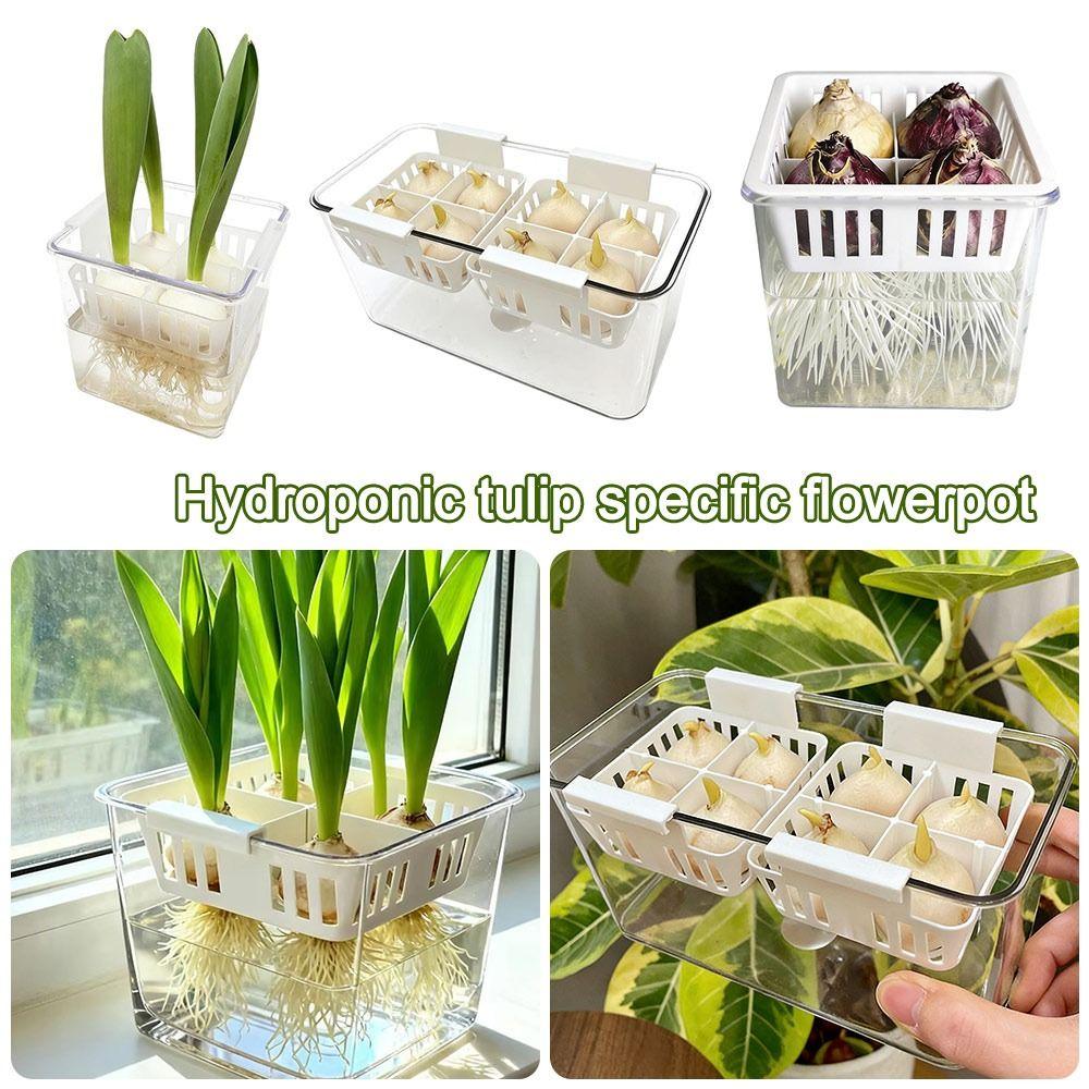 Acrylic Hydroponic Containers Clear With Breathable Support Basket Tulip Hydroponic Flowerpot Hydroponic Planter Home Decoration