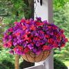 1/2Pcs Hanging Artificial Bougainvillea Speetabilis with Coconut Palm Flower Basket UV Resistant Fake Flower Indoor Outdoor Faux Bloom Decoration