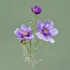 77CM Length Artificial Cosmos Flower Branch Handmade Elegant Design Artificial Gesang Flower Fake Flowers Gesang Flower