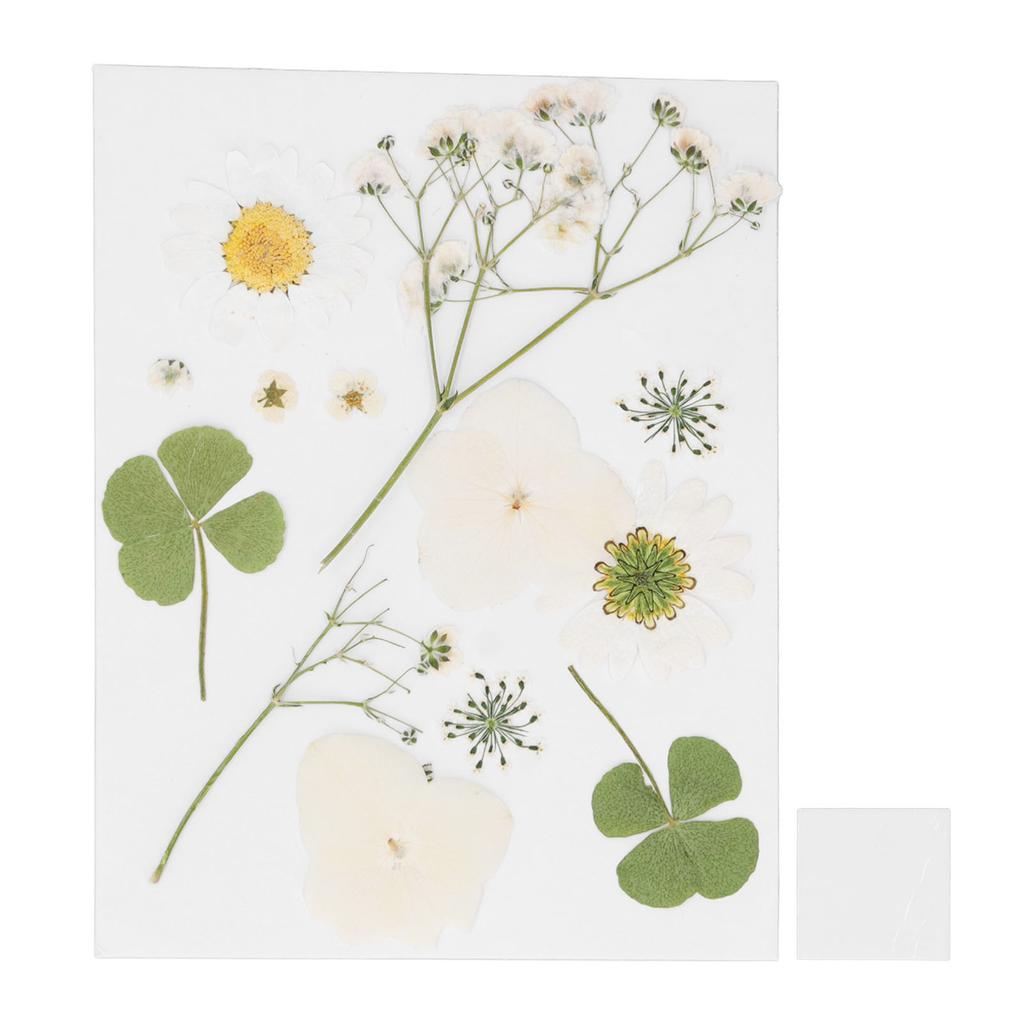 Dried Pressed Flowers DIY Handcraft Flower Bookmark Natural Flowers Phone Cases Pressed Flowers Dry Flower Plant