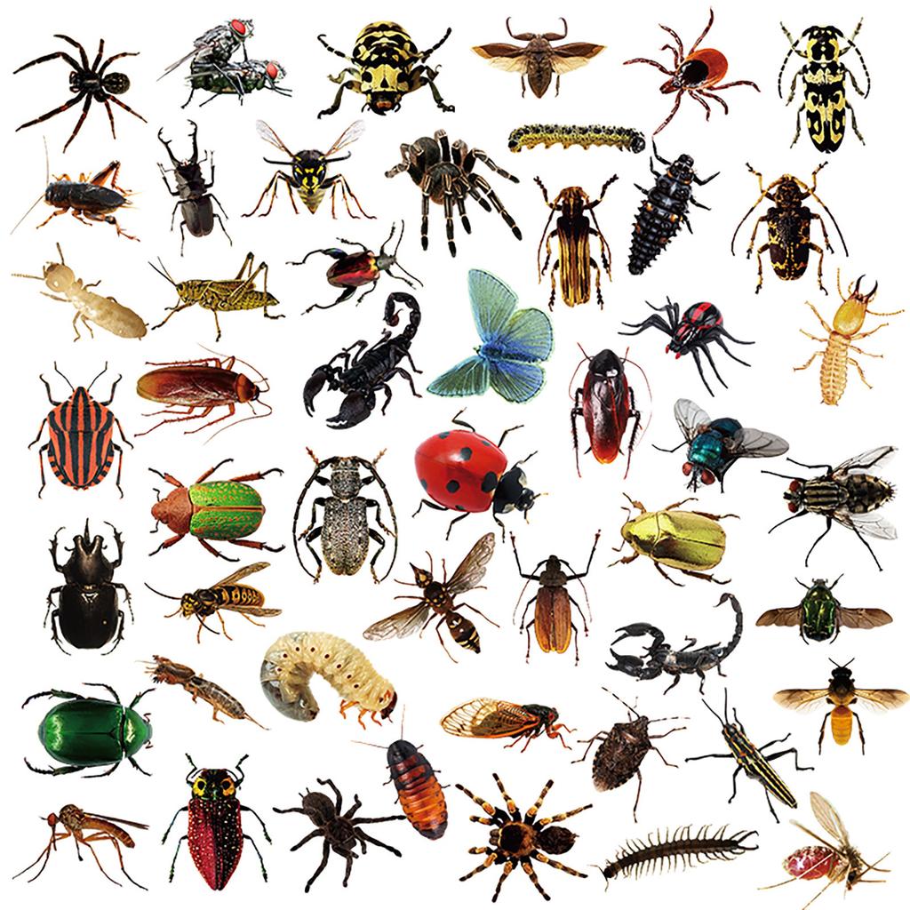 50 Transparent Realistic Insect Decals Butterfly Spider Do-It-Yourself Suitcase Mobile Phone Case Refrigerator Decals